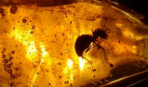 La hormiga quedó atrapada en resina fresca lo que impide su putrefacción. Foto: Wikimedia