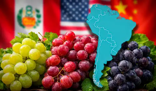 Según estimaciones del USDA, este país de América Latina registra una producción superior a 1,7 millones de toneladas de uva en el mundo. Según estimaciones del USDA, este país de América Latina registra una producción superior a 1,7 millones de toneladas de uva en el mundo.