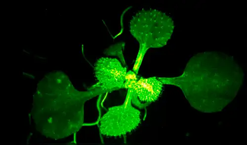 El experimento revela a dos especies de plantas que realizan una comunicación química y casi imperceptible. Foto: Captura El experimento revela a dos especies de plantas que realizan una comunicación química y casi imperceptible. Foto: Captura