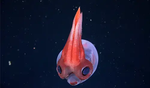 Los pilotos del ROV filmaron este calamar de cristal a 1.725 metros de profundidad. Foto: Schmidt Ocean Institute