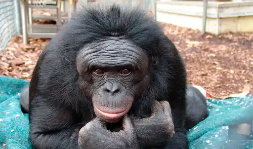 Kanzi era famoso porque era capaz de comunicarse con humanos. Foto: Ape Initiative
