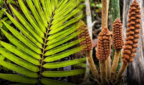 Esta planta exclusiva en Perú enfrenta un alto riesgo de extinción debido a actividades humanas como la expansión agrícola y los derrames de petróleo.