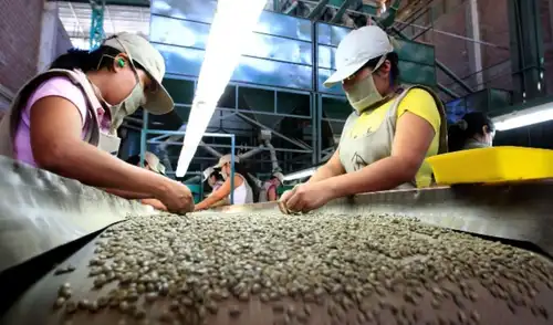 Las exportaciones peruanas de café alcanzaron un récord histórico en 2025 y superaron los US $1.796 millones.