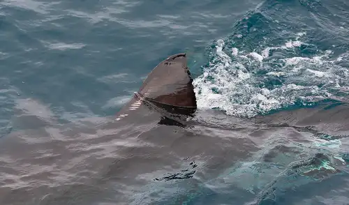 Un ejemplar de tiburón blanco fue encontrado en el mar Mediterráneo español. Foto: Shutterstock / Alessandro De Maddalena