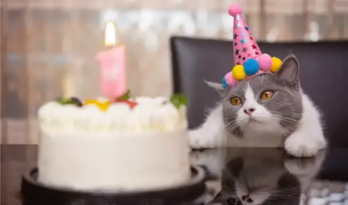 El Día Internacional del Gato se celebra tres veces al año.