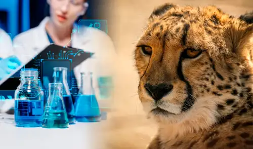 Restos de felinos permanecieron intactos durante siglos.