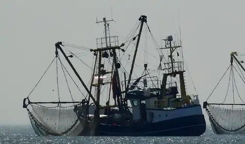 Expertos destacan la urgencia de normativas que impidan la pesca descontrolada, crucial para la sostenibilidad de la pota y la conservación del ecosistema marino. Foto: OROP-PS