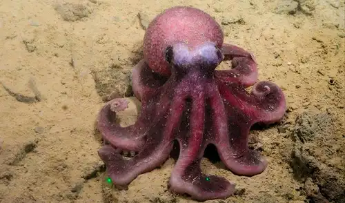 La especie endémica habita las profundidades del Pacífico Suroriental, con presencia específica en los montes submarinos de la Dorsal de Juan Fernández. La especie endémica habita las profundidades del Pacífico Suroriental, con presencia específica en los montes submarinos de la Dorsal de Juan Fernández.