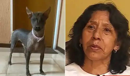 Busca reunirse con su fiel compañera Molly. Madre peruana busca repatriar a su mascota tras la muerte de su hija.