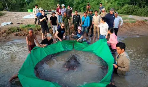 Científicos aseguran que ejemplares gigantes como esta raya son raros y extraordinarios. Foto: Record Guinness Científicos aseguran que ejemplares gigantes como esta raya son raros y extraordinarios.