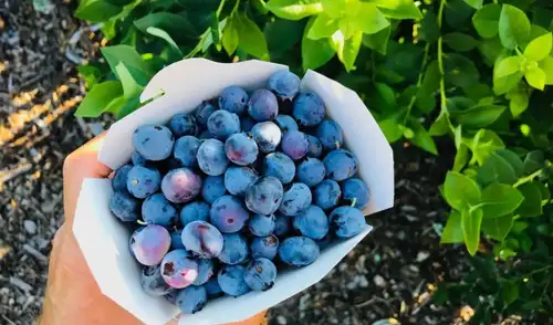 Solicitan al Midagri fortalecer la coordinación institucional para evitar pérdidas.