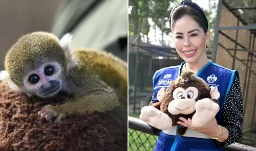 Monito peruano requiere cuidados especiales tras ser rescatado.