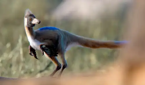 El diminuto Alnashetri pesaba menos de un kilogramo y revela características que sugieren un origen antes de la especialización en dietas insectívoras. El diminuto Alnashetri pesaba menos de un kilogramo y revela características que sugieren un origen antes de la especialización en dietas insectívoras.