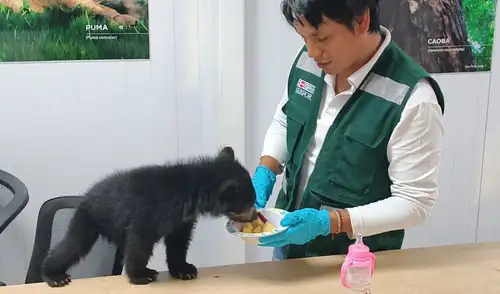 Hallazgo de cachorro de oso andino en Puno.