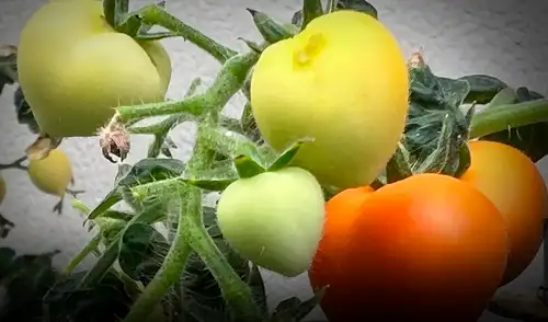 Presencia de elementos psicoactivos en cultivos.