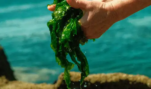 El origen de las plantas estaría ligado al mar y no la tierra, según científicos
