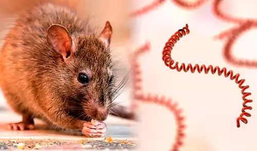 Especialista en salud advierte que el principal foco infeccioso se ubica en zonas con alcantarillado colapsado