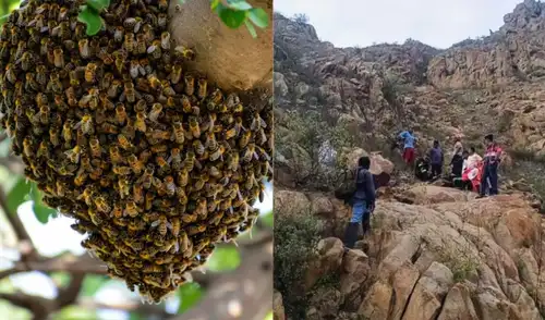 Un ataque de abejas en Lambayeque dejó un fallecido y cinco heridos. La víctima, Jorge Vásquez Castro, cayó 90 metros mientras intentaba escapar del enjambre.