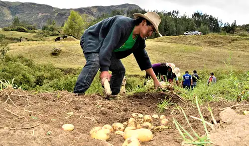 En 2025 la producción agropecuaria de Perú creció +4.8% respecto al 2024. Foto: La República.