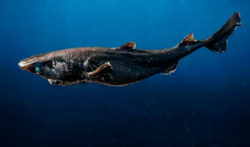 El instituto encontró tres ejemplares de esta especie, lo cual amplía el rango de distribución en el Pacífico sudoriental El instituto encontró tres ejemplares de esta especie, lo cual amplía el rango de distribución en el Pacífico sudoriental