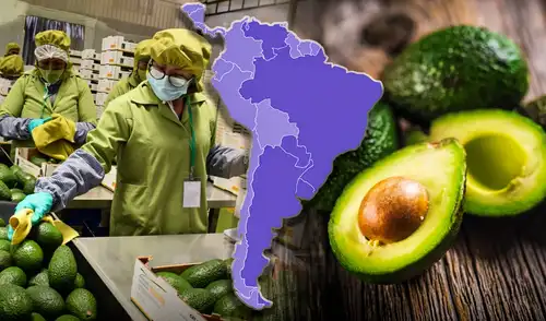 América Latina continúa siendo el escenario principal de la producción y exportación de palta o aguacate en el mundo.