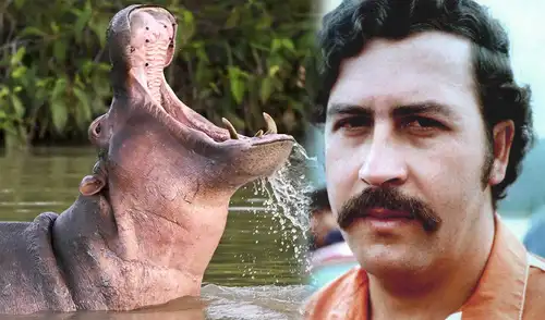 El Gobierno de Colombia ha aprobado la eutanasia de 80 hipopótamos de Pablo Escobar para frenar una crisis ambiental en la cuenca del río Magdalena. Foto: composición LR/AFP Colombia autoriza eutanasia de hipopótamos de Pablo Escobar para frenar una grave crisis ambiental