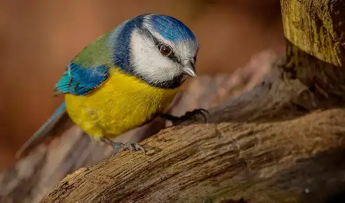 Los herrerillos usan las colillas no solo como residuos, sino como escudo químico para prevenir plagas.