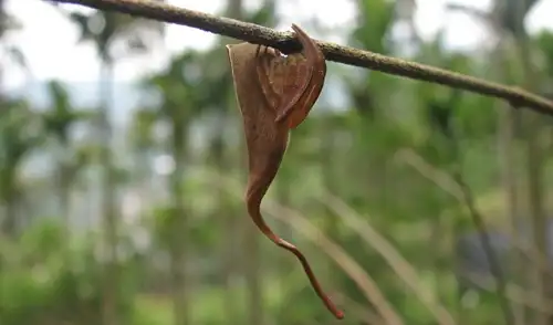 La araña Poltys mouhoti se camufla como una ramita seca, desafiando a depredadores y asombrando a los expertos con su técnica de mimetismo vegetal.