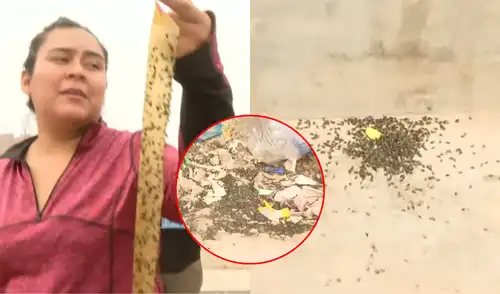 plaga de moscas, moscas, Carabayllo