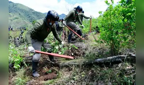Erradicación de cultivos ilegales de coca avanza en el país.