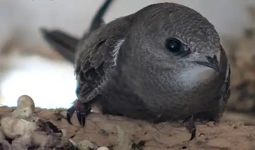 Una de las aves más rápidas y singulares, sorprende con su capacidad de permanecer hasta diez meses en el aire sin tocar el suelo.