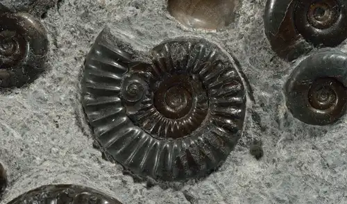 Los ammonites dependieron de estrategias para intentar sobrevivir a las consecuencias del impacto del asteroide. Foto: Breck P. Kent / NAT GEO Los ammonites dependieron de estrategias para intentar sobrevivir a las consecuencias del impacto del asteroide. Foto: Breck P. Kent / NAT GEO