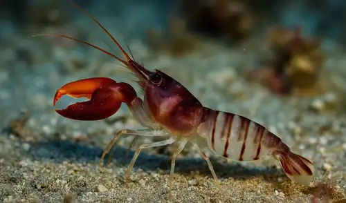 El camarón pistola, conocido por generar burbujas a temperaturas de 4.427 grados Celsius, se erige como uno de los animales más fascinantes del océano.