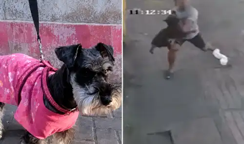 La perrita fue atrapada por el vecino, quien no dudó en lanzarse para salvarle la vida La perrita fue atrapada por el vecino, quien no dudó en lanzarse para salvarle la vida