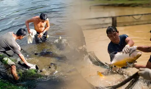 Fondepes habilita programa de créditos para acuicultores afectados por lluvias e inundaciones. Fondepes habilita programa de créditos para acuicultores afectados por lluvias e inundaciones.