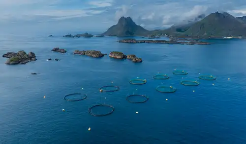 Se trata solo de una de las más de 180 piscifactorías que vierten sus residuos en los fiordos en Noruega.