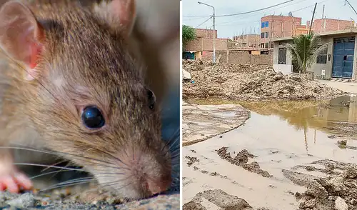 El aumento de casos de la leptospirosis expone una falta de detección temprana en los centros de salud. El aumento de casos de la leptospirosis expone una falta de detección temprana en los centros de salud.