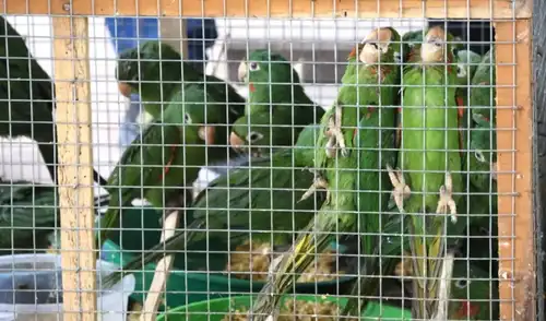 Un operativo en Ucayali rescató 195 aves silvestres mantenidas en condiciones deficientes en un inmueble de Coronel Portillo. La intervención estuvo a cargo de la Gerencia Regional Forestal y la Policía Nacional.