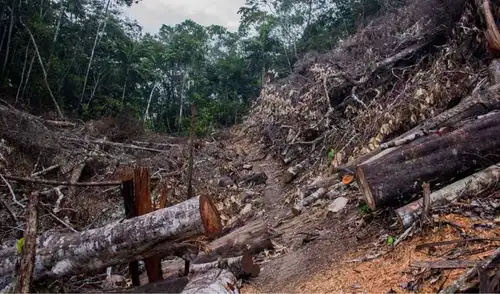 Proyecto de monitoreo acústico busca reforzar la vigilancia ambiental en zonas de difícil acceso