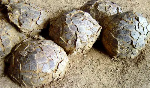 En Francia se descubrieron 100 huevos fósiles del período Cretácico. Foto: El Parque y Museo de Dinosaurios de Mèze