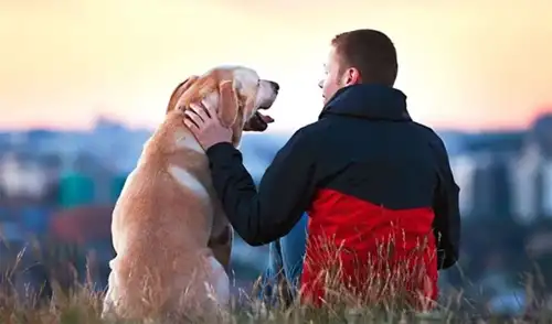 Hasta 8 años de cárcel para maltratadores de animales: Congreso aprueba dictamen que endurece penas en el Código Penal
