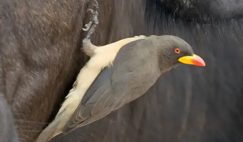 El picabueyes piquirrojo, una ave de 50 gramos, vive en las sabanas africanas, alimentándose de parásitos y sangre de mamíferos salvajes y ganado.