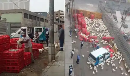 Denuncian ocupación de vía pública en San Luis para almacenar aves en condiciones insalubres