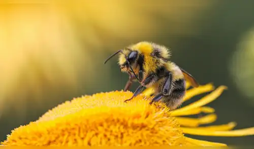Una hormona es la responsable del desarrollo, la muda y la reproducción en las abejas. Foto: Dmitry Grigoriev/Unsplash