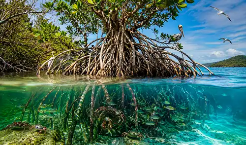 Los árboles de costas tropicales y subtropicales de América Latina prosperan en terrenos inundados, creando ecosistemas que actúan como filtros biológicos en ambientes salinos.