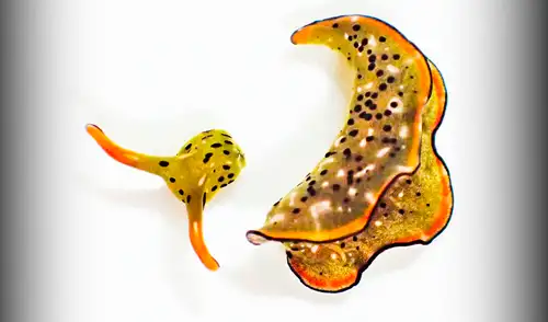 Elysia marginata, babosa marina, animal marino