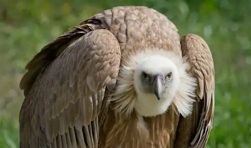 Un hallazgo en los humedales de Florida revela que buitres nativos se alimentan de huevos de la pitón birmana, una serpiente invasora que amenaza el ecosistema de los Everglades.