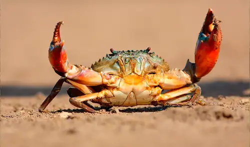 Científicos rastrearon la historia de la peculiar forma de caminar del cangrejo hasta un ancestro que vivió hace 200 millones de años. Foto: IStock Científicos rastrearon la historia de la peculiar forma de caminar del cangrejo hasta un ancestro que vivió hace 200 millones de años. Foto: IStock
