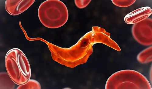 La sangre humana tiene una historia de 700 millones de años. Foto: Shutterstock