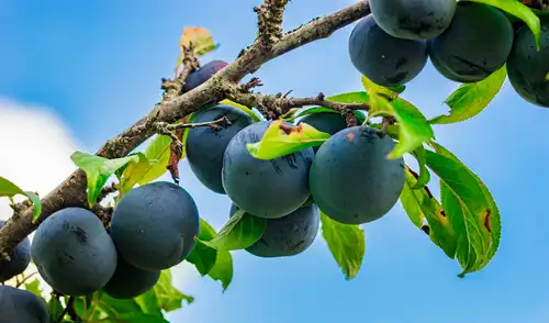 La ciruela se consolida como una fruta esencial en América Latina, recomendada por sus múltiples beneficios para el organismo y su excelente perfil nutricional.